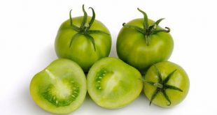 Tomates verdes en salmuera
